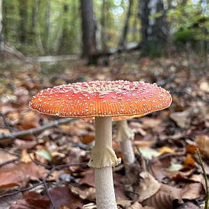 a red mushroom with white dots